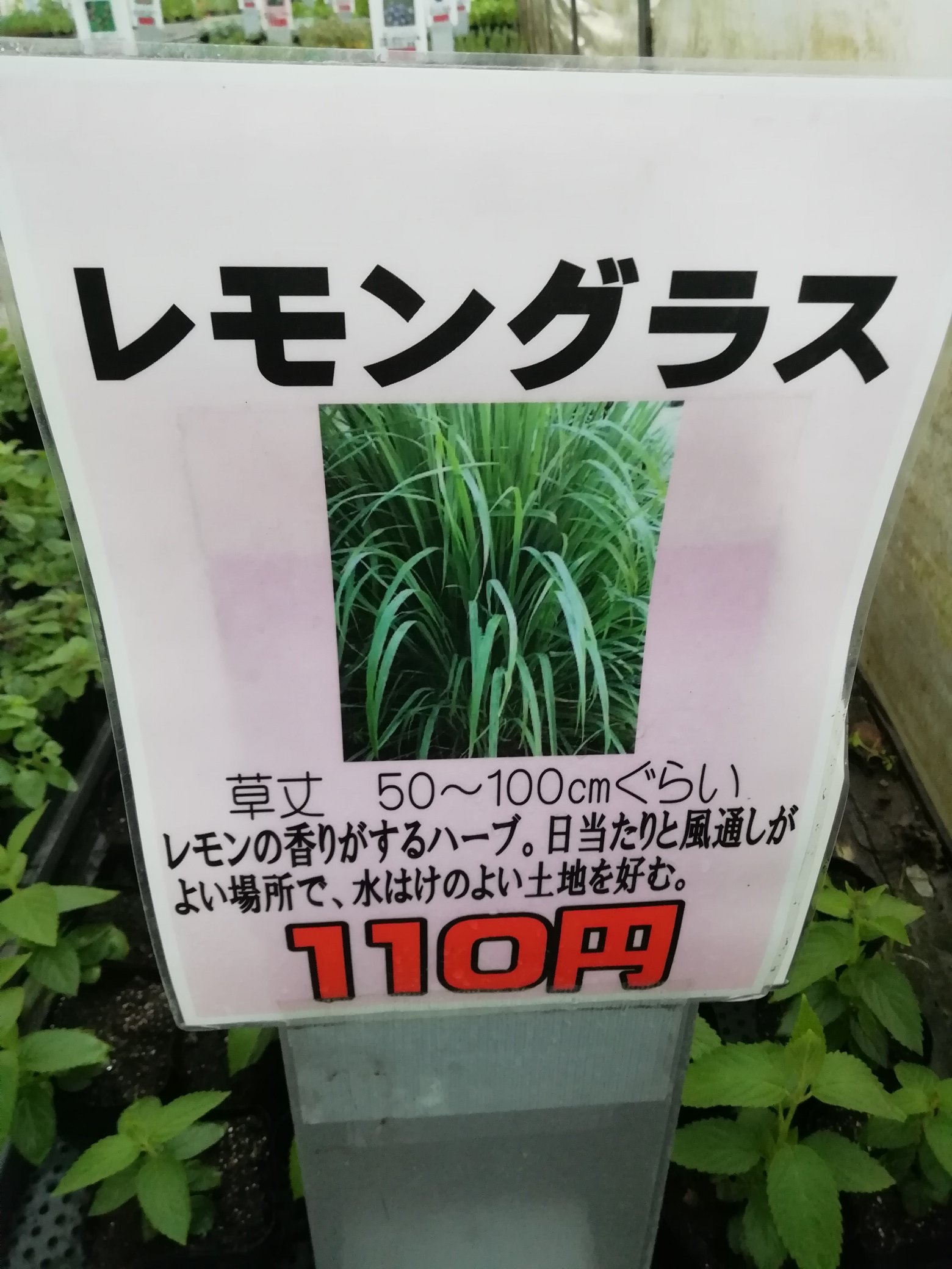 花のまつうら レモングラスすべてお店に出しました なくなり次第完売となります 1番目のハウスのハーブの所にあります 花のまつうら レモングラス T Co Ydv5lqnaxy Twitter