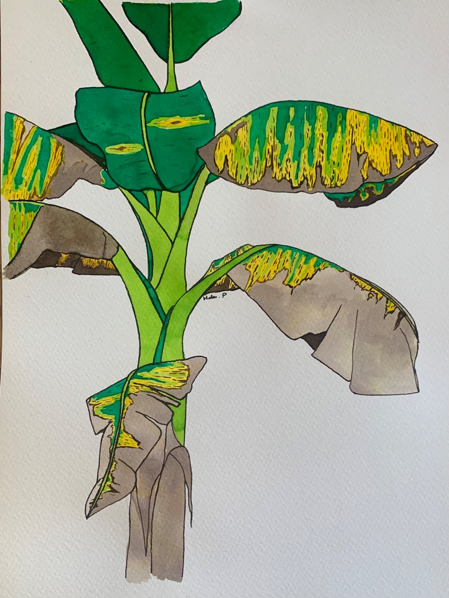 hgpennington's tweet photo. Ink painting/drawing of black sigatoka disease, a leaf-spot of banana caused by Mycosphaerella fijiensis 

I’m really, really pleased with how this one turned out! https://t.co/fewufYw2JU