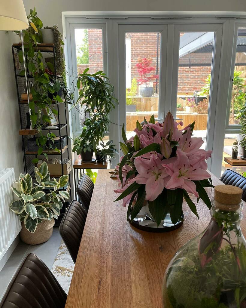 PrinciplePlant's tweet photo. Our dining space is also jungly 😅😂 #plantcollection #plantcollector #plantsmakepeoplehappy #plantsmakemehappy #plantpeople #hosueofplants #plantseverywhere #ipreferthejungle #ilikeleavesandicannotlie #iloveplants #diningroom https://t.co/dYhHt5ZKuW https://t.co/sEtOhuFllu