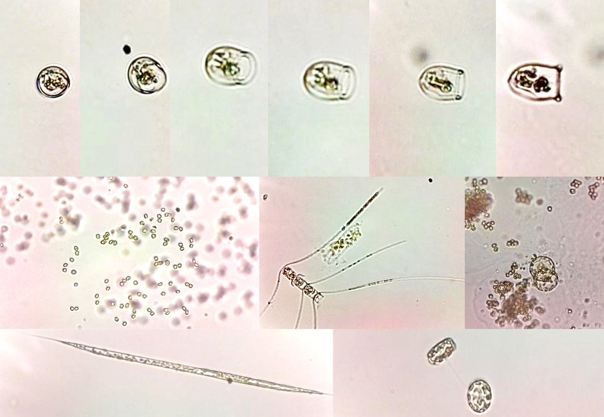 Some microorganisms and marine aggregates we saw onboard #RVCelticExplorer during #nwabcp expedition. 
Having a #planktoscope was such a treat! 
Watch loayjabre.com/projectplankto… for blogs and more photos soon.
Next: Exploring the micro-world in classrooms and with community members!