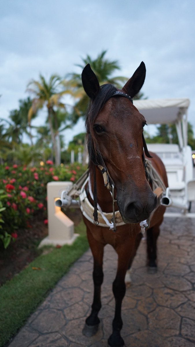 SanchizePhotography tweet media