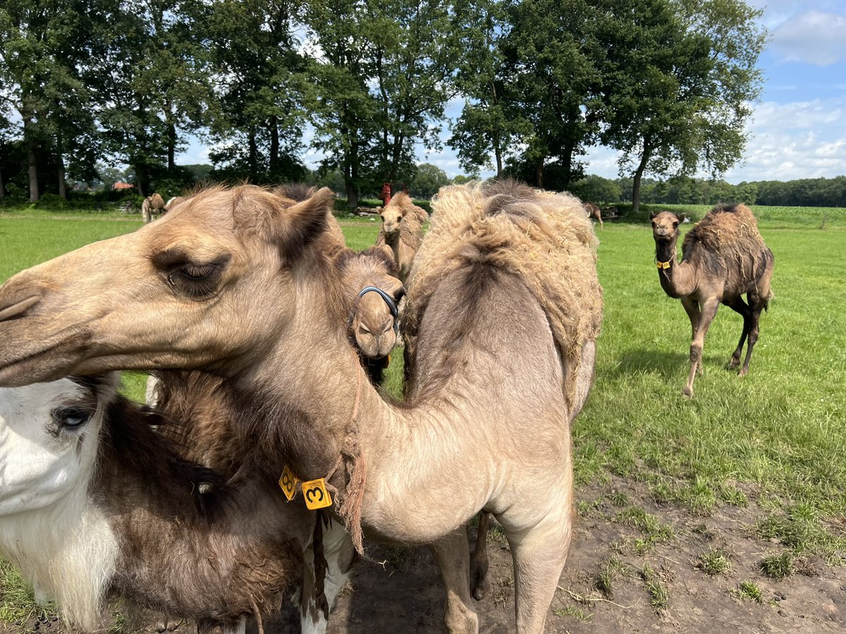 rolfey334's tweet photo. This morning we visited a camel dairy. Super interesting. And a unique market https://t.co/z1Mu9hJhS5