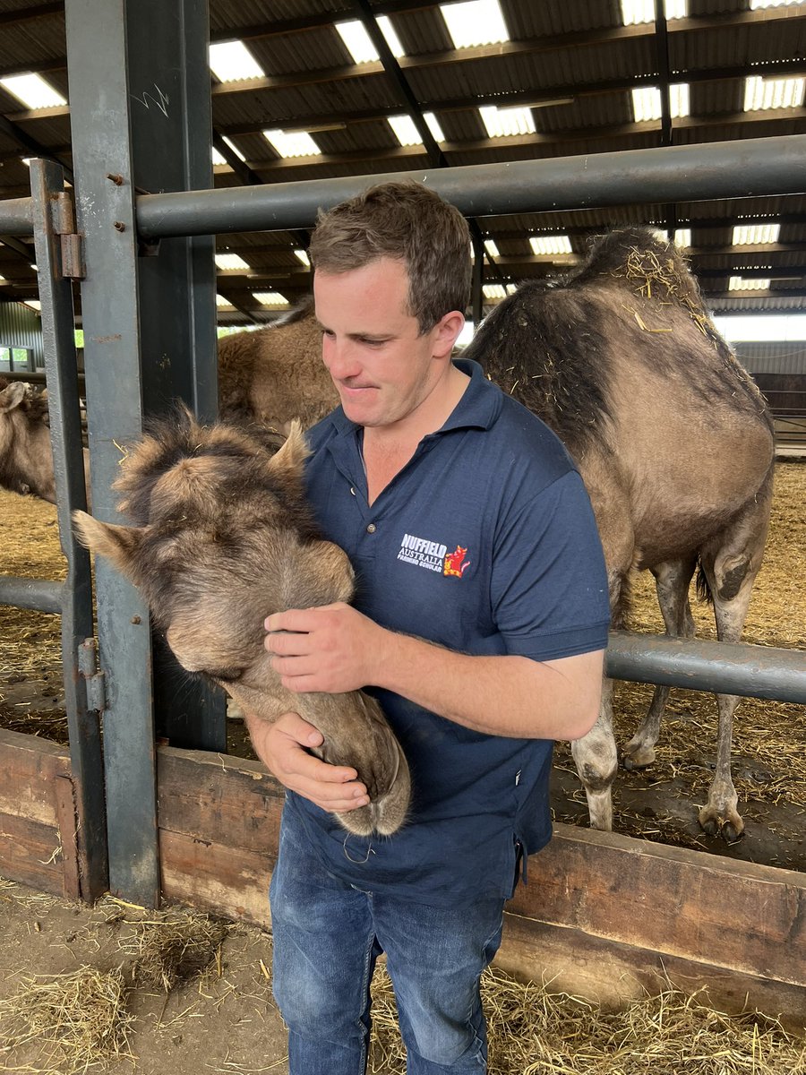 rolfey334's tweet photo. This morning we visited a camel dairy. Super interesting. And a unique market https://t.co/z1Mu9hJhS5