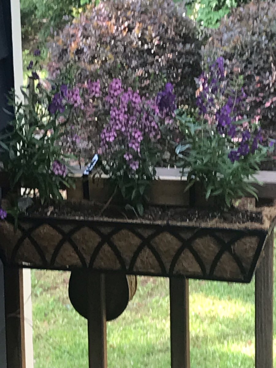 Beneath the flower box you can see part of a #MasonBee house. These #bees are #pollinators and do not sting. They are safe to have around your house. It’s fun to watch the #bee house fill up with eggs that will hatch next spring! #FindingNaturesMagic #Ecology #Nature #MasonBees