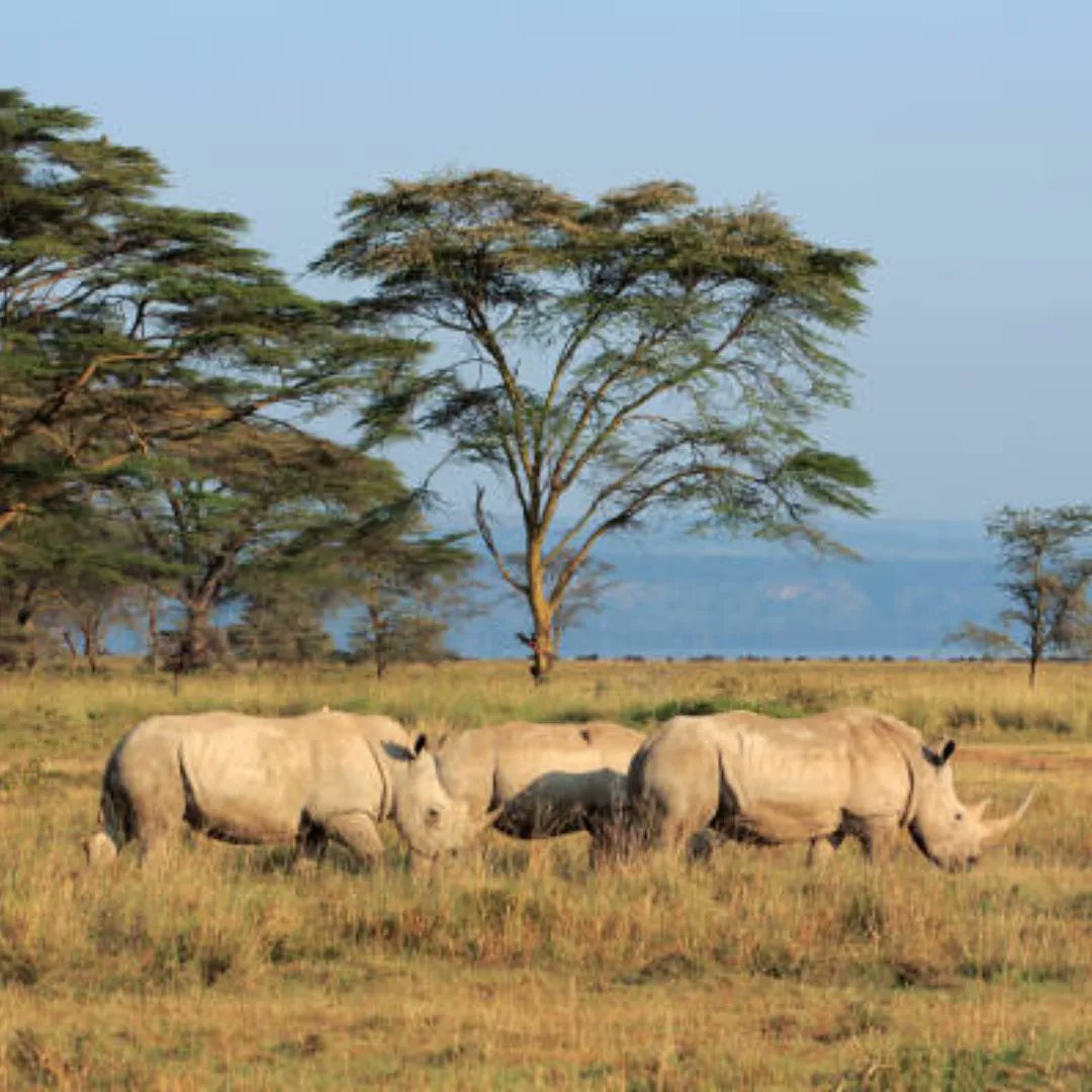 africatvl's tweet photo. Did you know a group of rhinos is known as a crash? #funfacts #rhinos #wildlife  #safari #africansafari #africanwildlife https://t.co/w50o1Tup5C