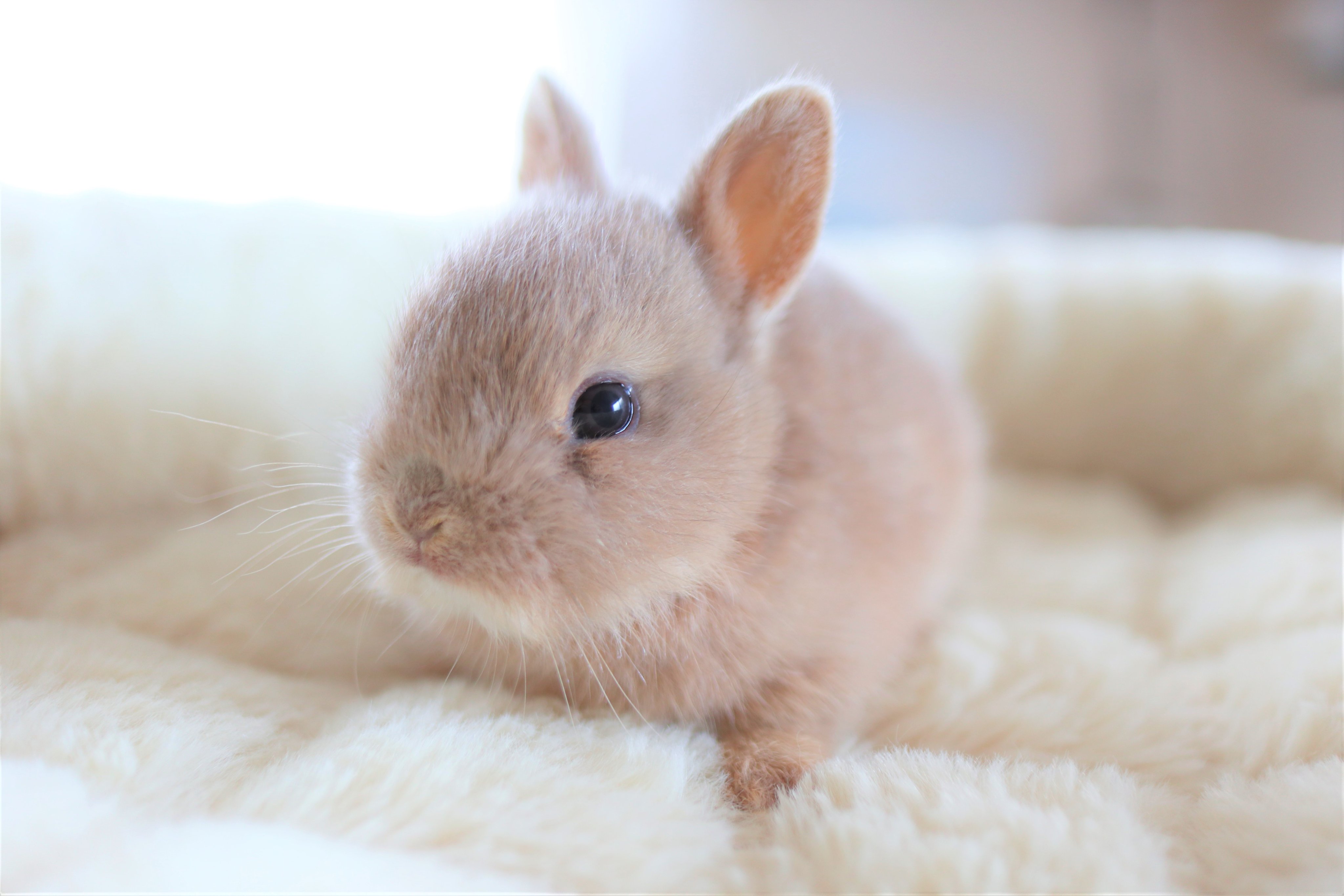 うさぎの赤ちゃん Twitter Search Twitter