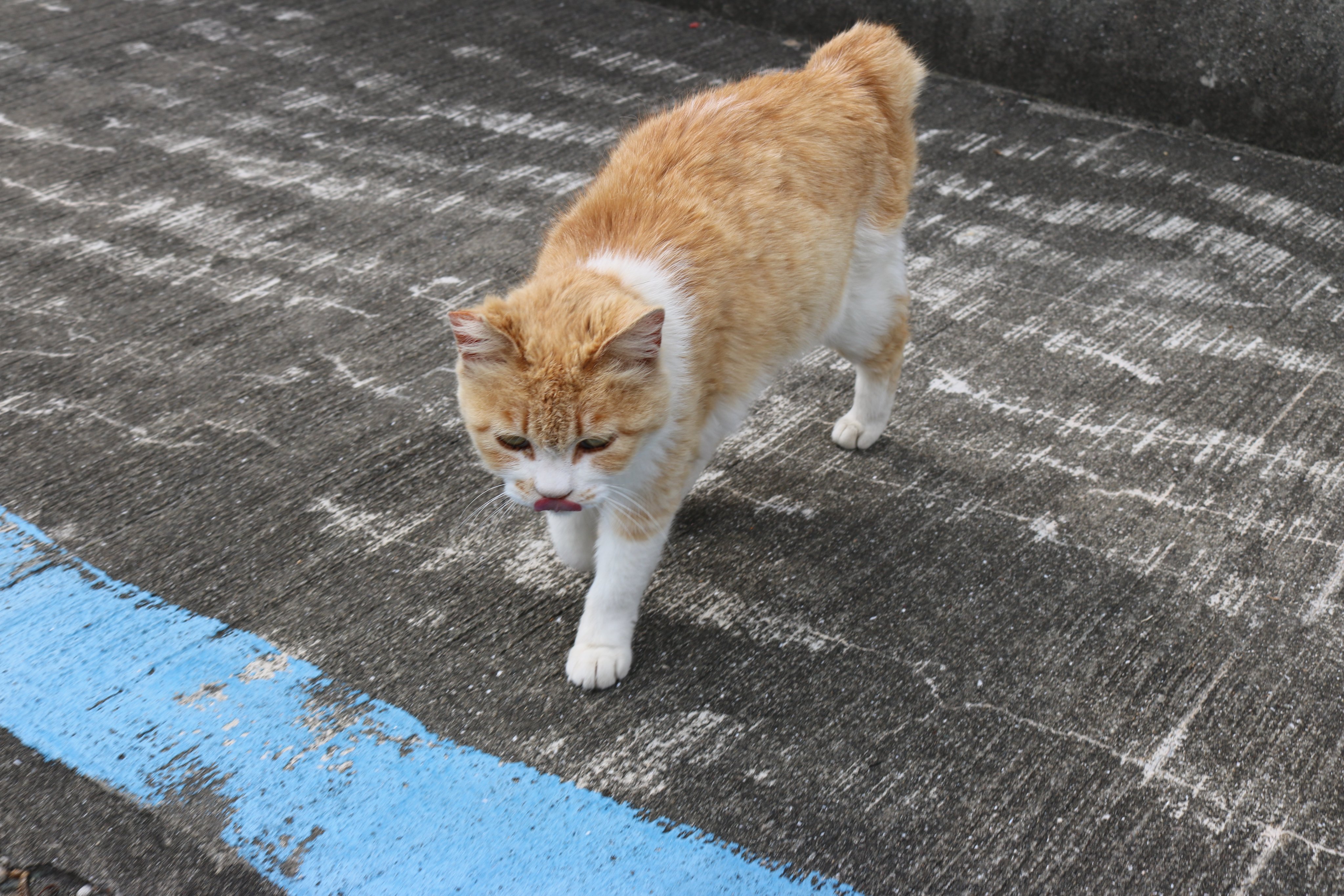 猫の島 青島 on X: 