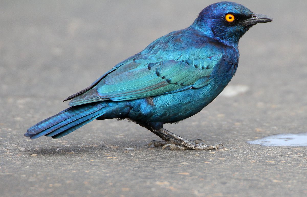 Chrishodgebird tweet picture