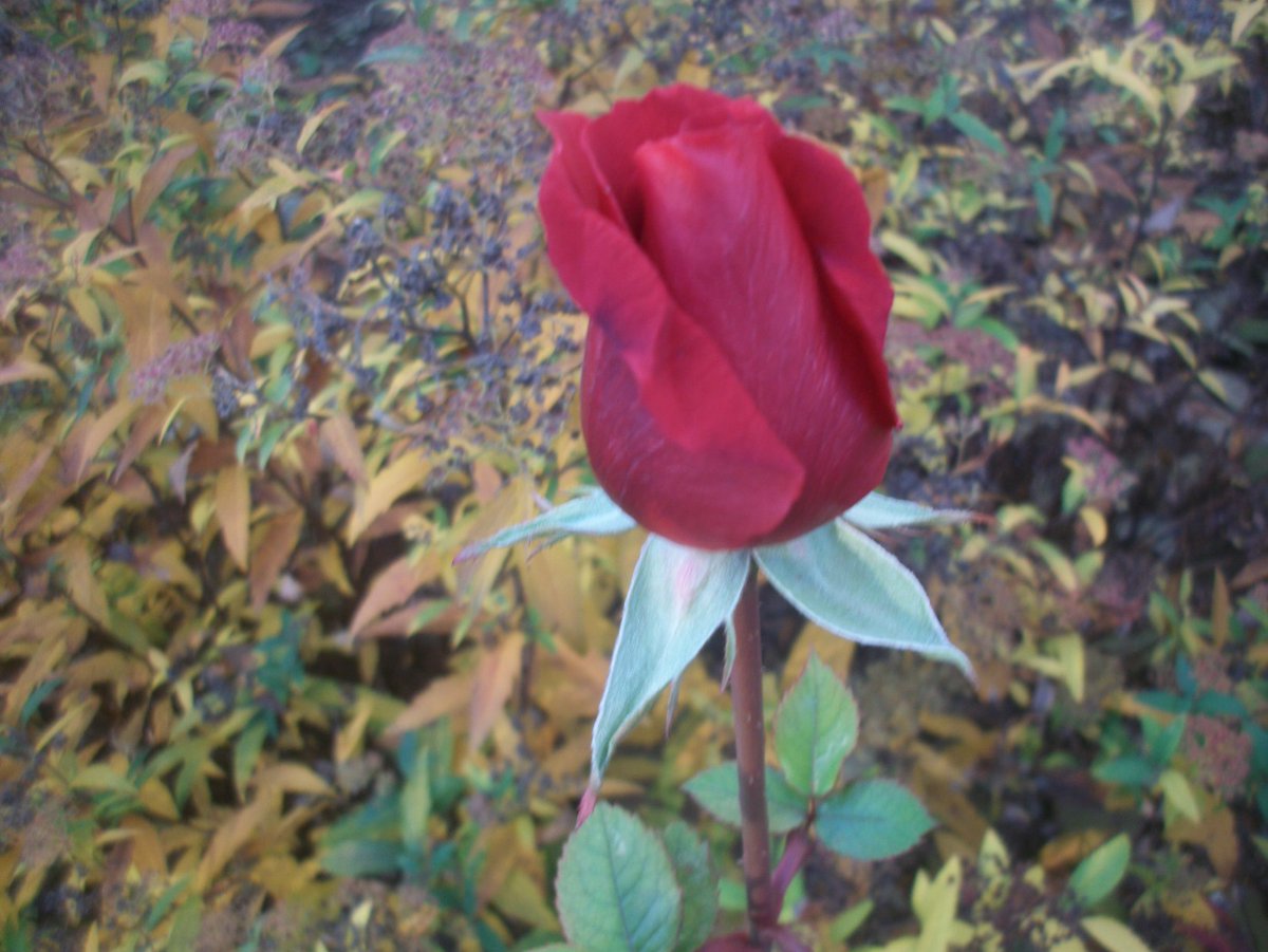 Makki_Kuenstler's tweet photo. #Heute ist #TagderrotenRose

Die Rosen gehören zur Familie der Rosengewächse. Die Gattung umfasst je nach Auffassung zwischen 100 und 250 Arten.

Rote Rosen gelten seit dem Altertum als Symbol von Liebe, Freude und Jugendfrische. Die Rose war der Aphrodite geweiht. https://t.co/OSfheTdDXB