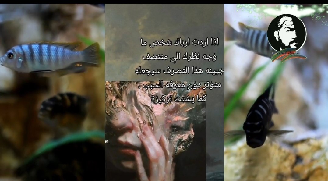 Mohamed Elganiny tweet media