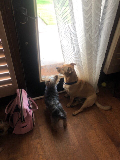 FunFuriends tweet picture