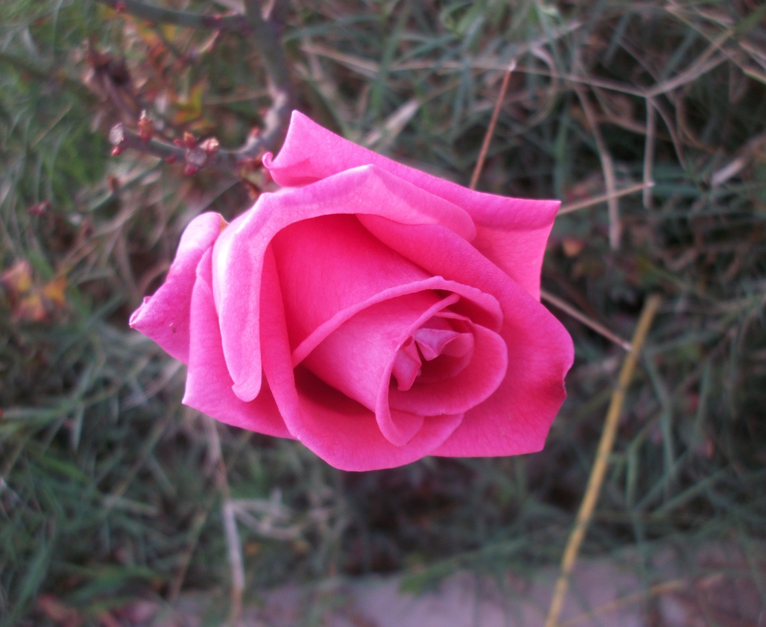 Makki_Kuenstler's tweet photo. #Heute ist #TagderrotenRose

Die Rosen gehören zur Familie der Rosengewächse. Die Gattung umfasst je nach Auffassung zwischen 100 und 250 Arten.

Rote Rosen gelten seit dem Altertum als Symbol von Liebe, Freude und Jugendfrische. Die Rose war der Aphrodite geweiht. https://t.co/OSfheTdDXB