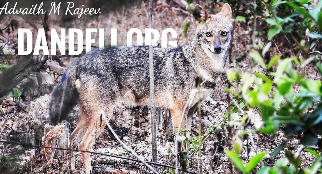 DandeliOrg's tweet photo. Golden jackal- it was shot along the road in the jungle of kuveshi, uttara Kannada district, karnataka on 9 march 2019 evening
PC:Advaith
#dandel #dandeliorg  #wildlife #animals #birds #birdwatching #animal #birdphotography #photography #wildAnimals  #forest #wildlife https://t.co/cN3XHhWJGL