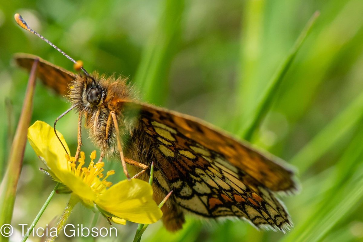 exmoormare's tweet photo. Beautiful #heathfritillaries #butterflies @ExmoorNP I can never resist taking their picture even if there is grass etc in the way - although rare in the UK, a little like the rest of Europe, #Dunkery has good numbers of them 😍@ExmoorSociety @ExmoorMagazine https://t.co/bprGOw39cg