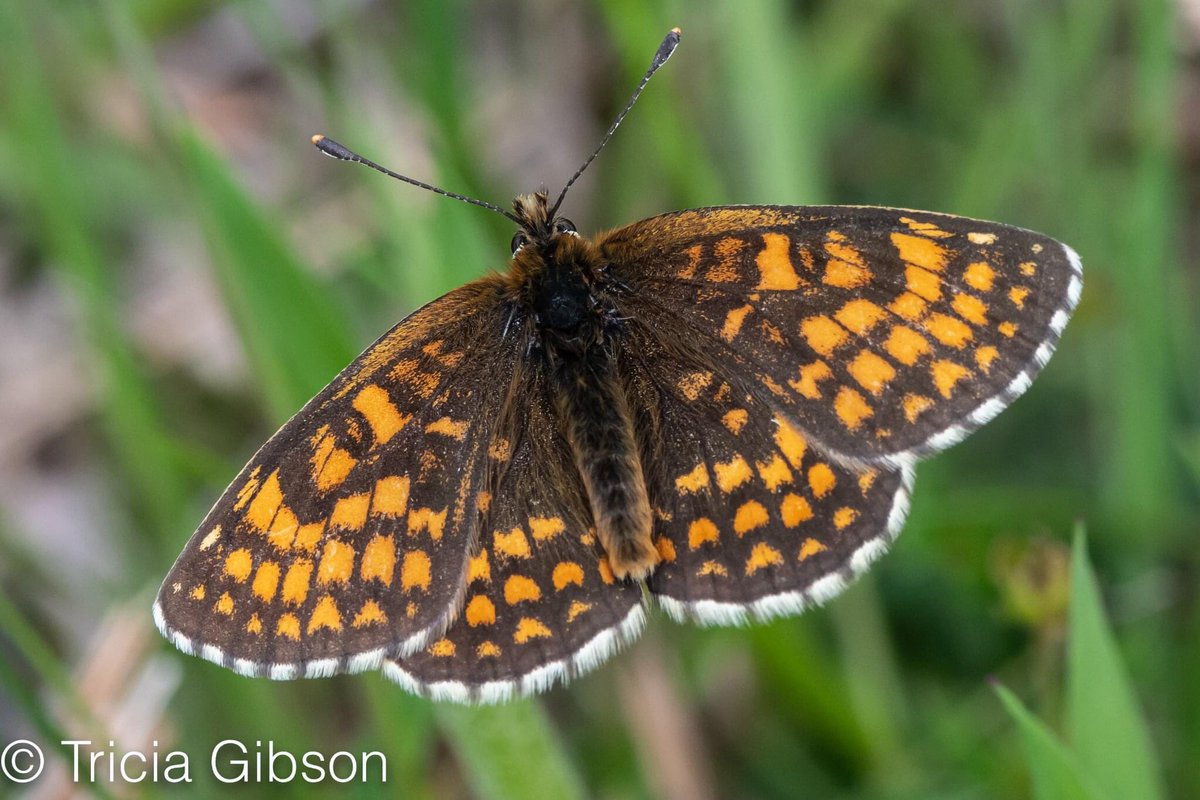 exmoormare's tweet photo. Beautiful #heathfritillaries #butterflies @ExmoorNP I can never resist taking their picture even if there is grass etc in the way - although rare in the UK, a little like the rest of Europe, #Dunkery has good numbers of them 😍@ExmoorSociety @ExmoorMagazine https://t.co/bprGOw39cg