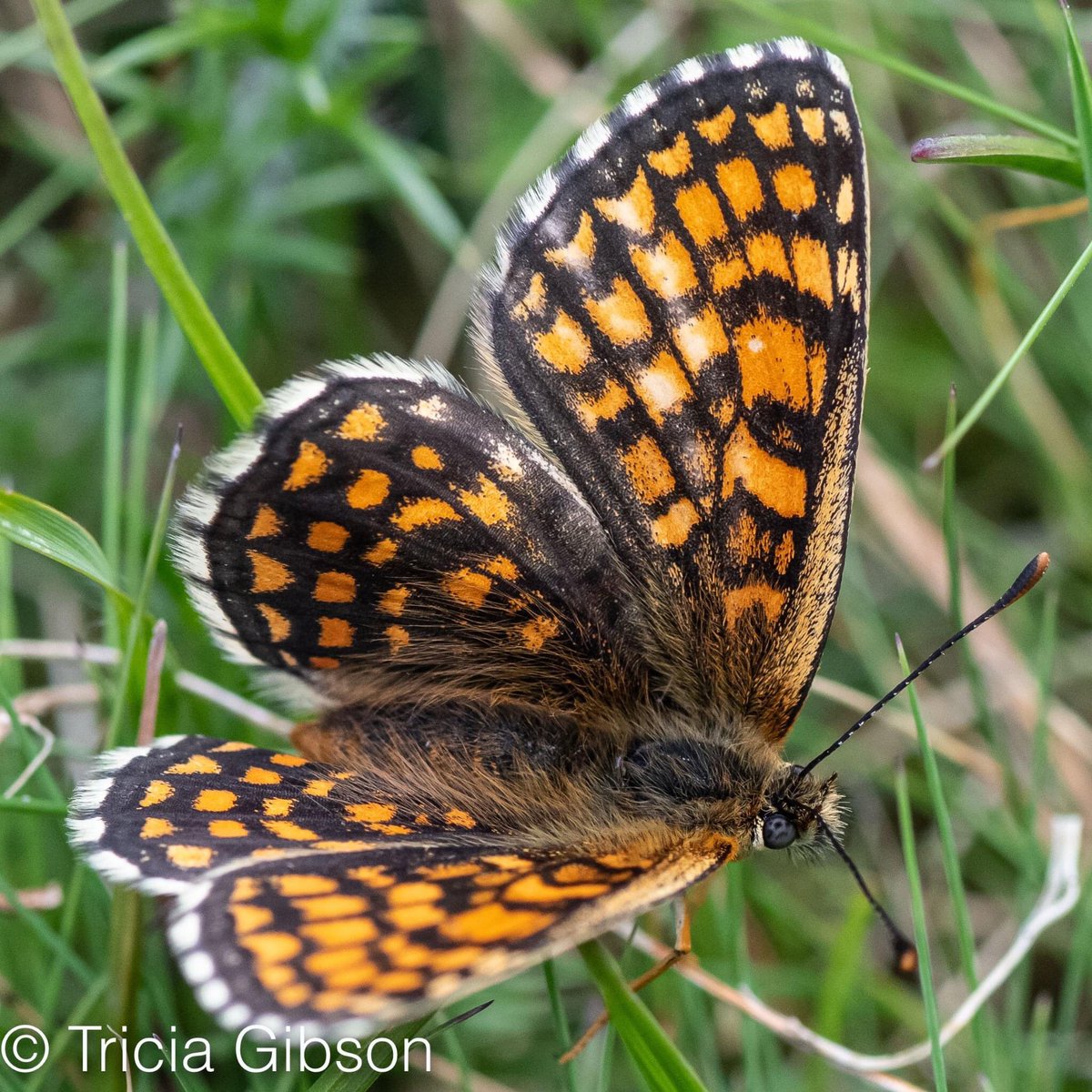 exmoormare's tweet photo. Beautiful #heathfritillaries #butterflies @ExmoorNP I can never resist taking their picture even if there is grass etc in the way - although rare in the UK, a little like the rest of Europe, #Dunkery has good numbers of them 😍@ExmoorSociety @ExmoorMagazine https://t.co/bprGOw39cg