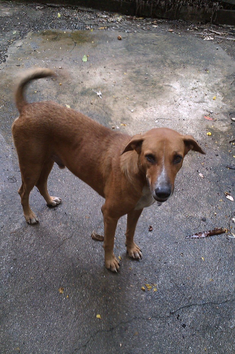 nit__ya's tweet photo. Day 1 of #30Days30Doggos has obviously got to be about my best friend Punch! I miss you and your deadly farts xD. See you on the other side fren. https://t.co/D59MOFoXA1