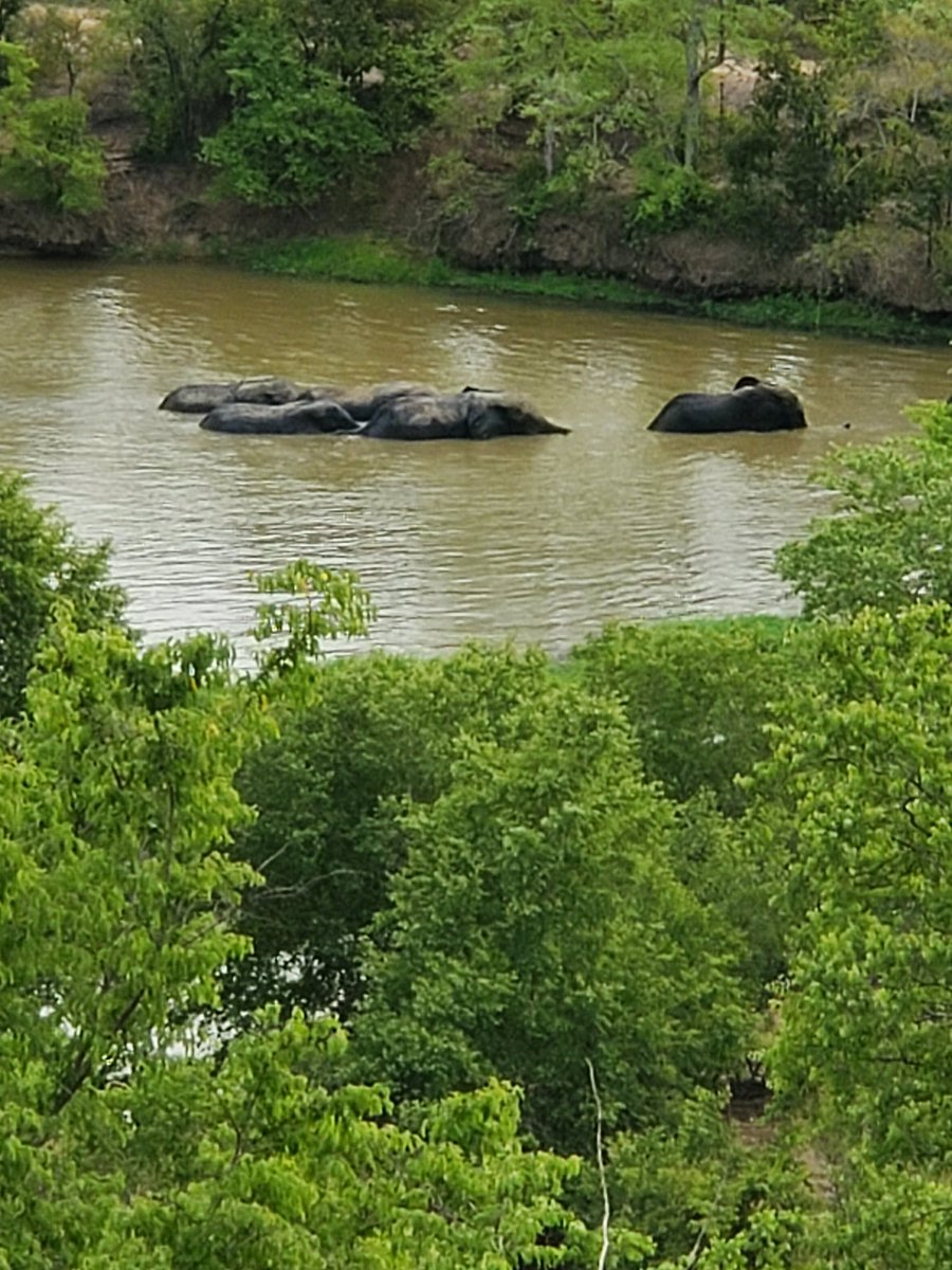 jack63742313's tweet photo. Elephant 🐘 captured from far away. https://t.co/eGxob3BBSd