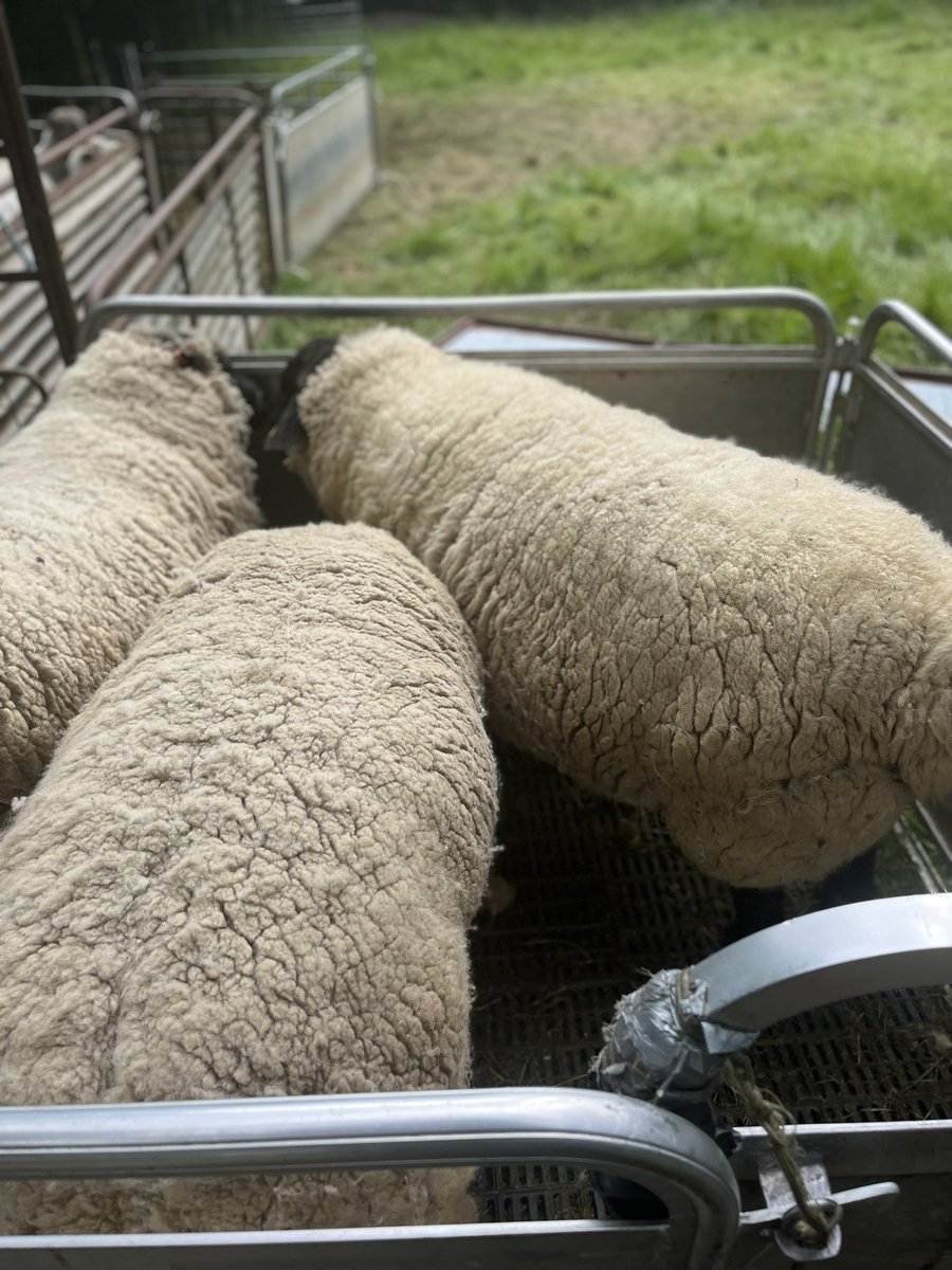 Childs295Greg's tweet photo. Just to finish you off at the end of the day, the boys arrive.Iβm not ashamed to admit it either, the one in the middle took two of us to turn him over and the Bowen method was not usedπ€¨
#shearingsheep #shearing2022 #sheep365 #sheepfarming #wool #osteopathneeded https://t.co/XLC969IsxX