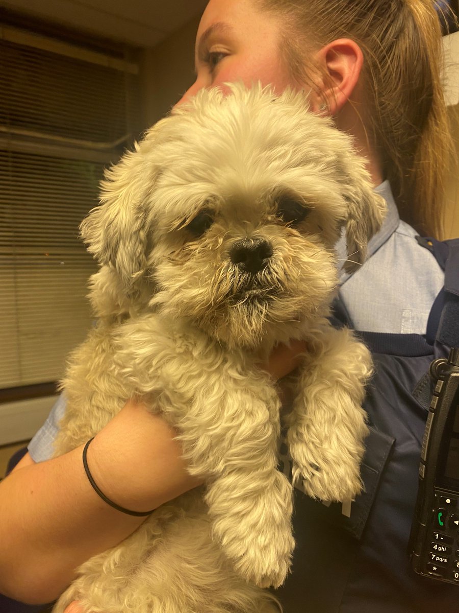gardainfo's tweet photo. Gardaí at Crumlin are looking to reunite this little lady with her owners. She was found on Bunting Road in the early hours of this morning and is currently in Crumlin Garda Station 01-666 6200. We are hoping for a pawsitve outcome, it's the leash we can do.... https://t.co/nIc2L88cBE