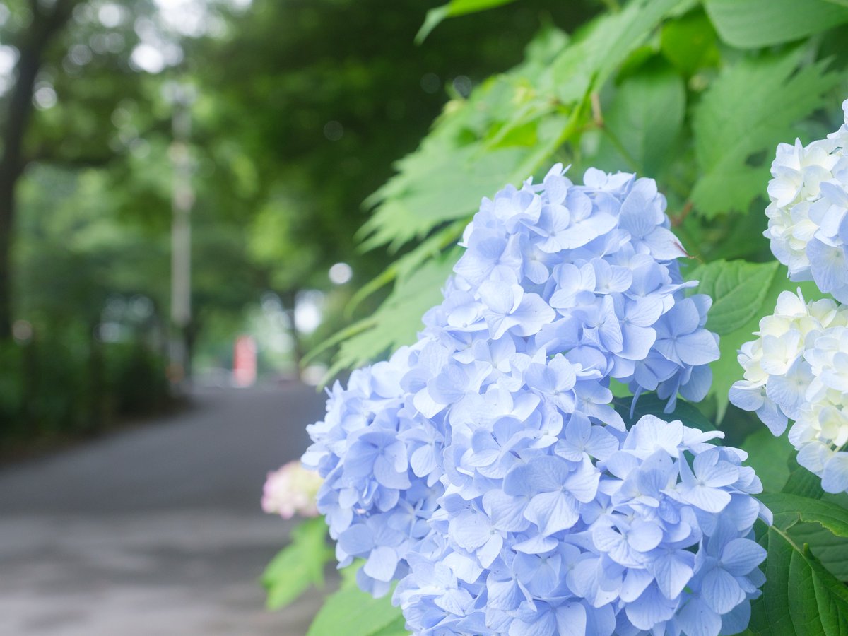 platinumplus_jp's tweet photo. 昨日 https://t.co/anFq73U99Z