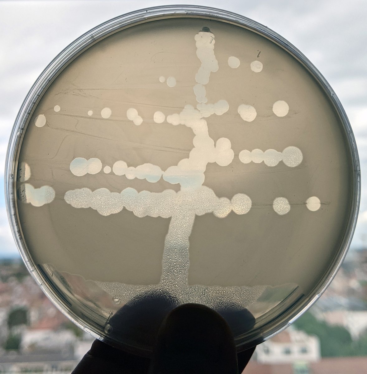 #PhageOfTheWeek is back with T7, a killer virus that overpowers E. coli by frontal attack and massive replication 🫡🔥. Note the very large, fast-growing plaques of this phage that I imaged already after 8h before things get very messy. A 🧵 1/14