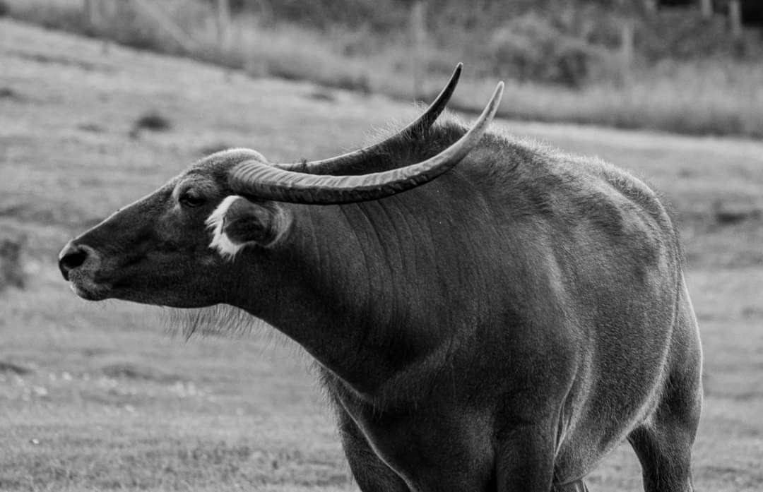 EShearmur's tweet photo. Stunning horns on this water Buffalo at the Port Lymph nature reserve in Kent.
#portlymph #Kent #beautiful #blackandwhite #monochrome #wildlifephotography #WildlifeRefuge #visituk #Buffalo #gorgeous #hike #safari #summer #explore https://t.co/RrHMeGd6Uj
