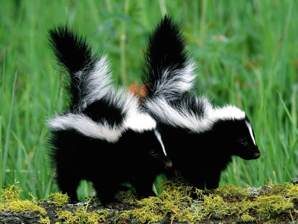 WallpaperGeeks's tweet photo. Skunk Babies Wallpaper - https://t.co/ogr6BiW6CV - #Animals #BabyAnimals - https://t.co/ZOwdFerE7U https://t.co/QMaquAbjvH