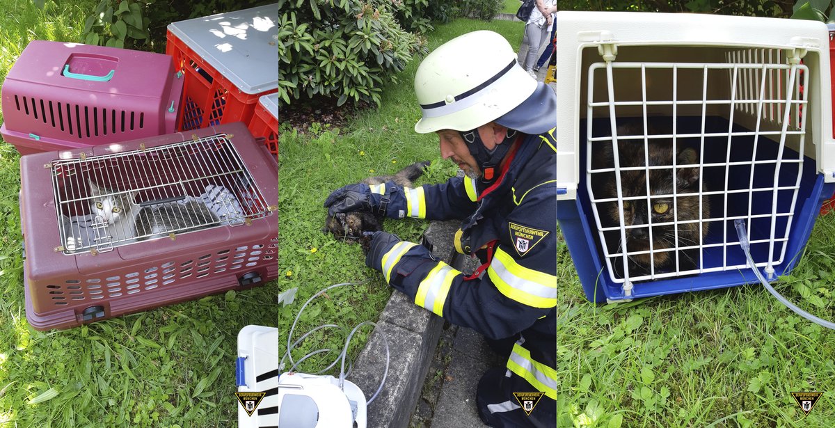BFMuenchen's tweet image. Bei einem #Brand in einem Mehrfamilienhaus in Bogenhausen wurden durch die #Feuerwehr #München insgesamt acht Katzen gerettet. 
Ganzer Bericht: presseportal.de/blaulicht/pm/1…
#wirfuerMuenchen