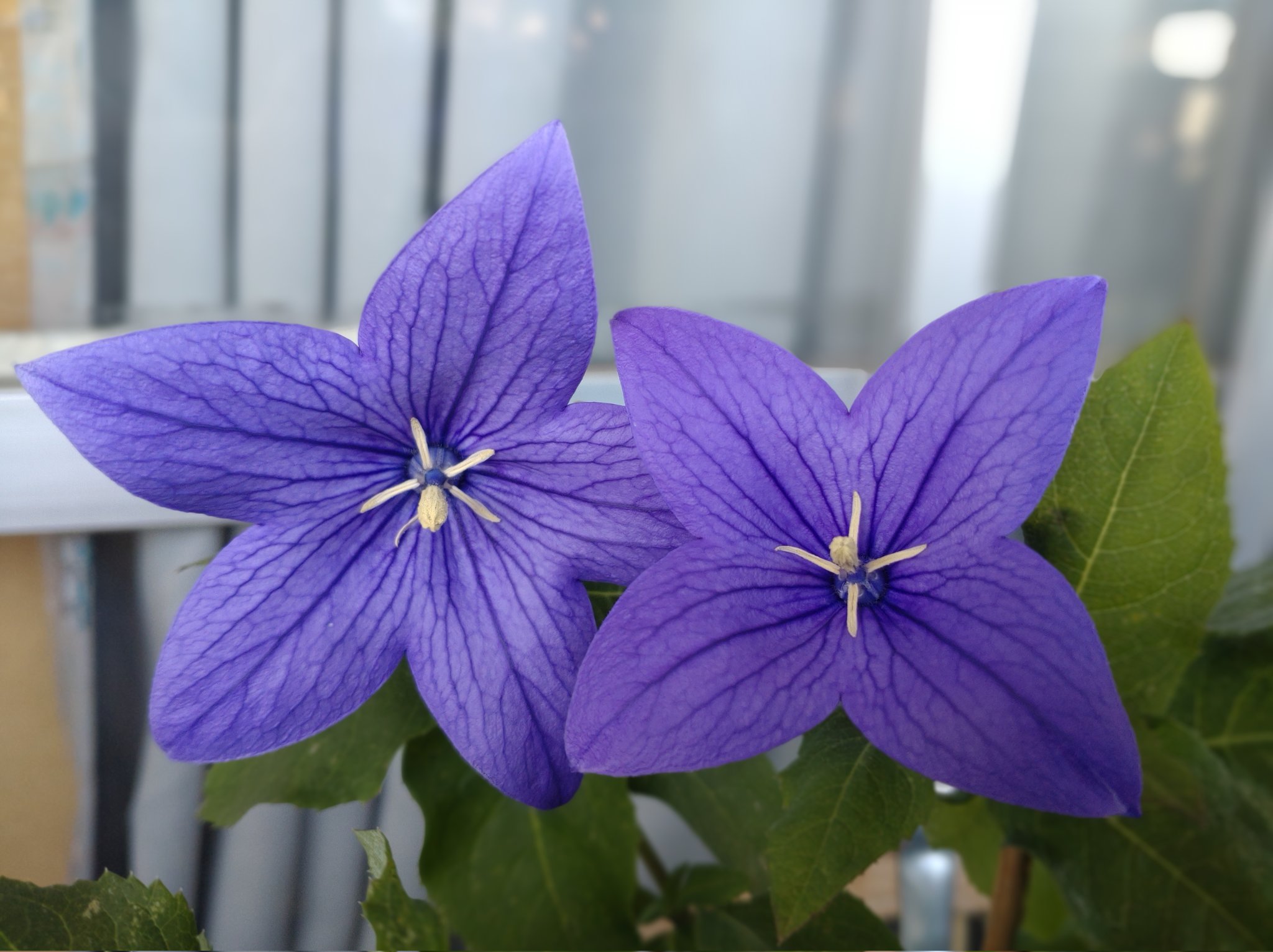 旧古河庭園 No Twitter 桔梗を見ていたらびっくり いつもの 型の5枚花弁ではなく花びらが4枚なんです 2枚目の写真で4枚花弁と5枚花弁 の違いが分かりますか 調べてみると四つ葉のクローバーのように珍しいみたいです 四枚花の桔梗 皆さんにも良い事がありますよう