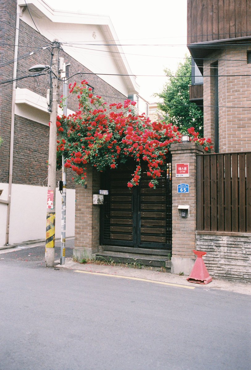 tontawan_t's tweet photo. Seoul2022,fuji xtra400,leica mp🫧🎻🌺✨ https://t.co/OHscXSPUv8