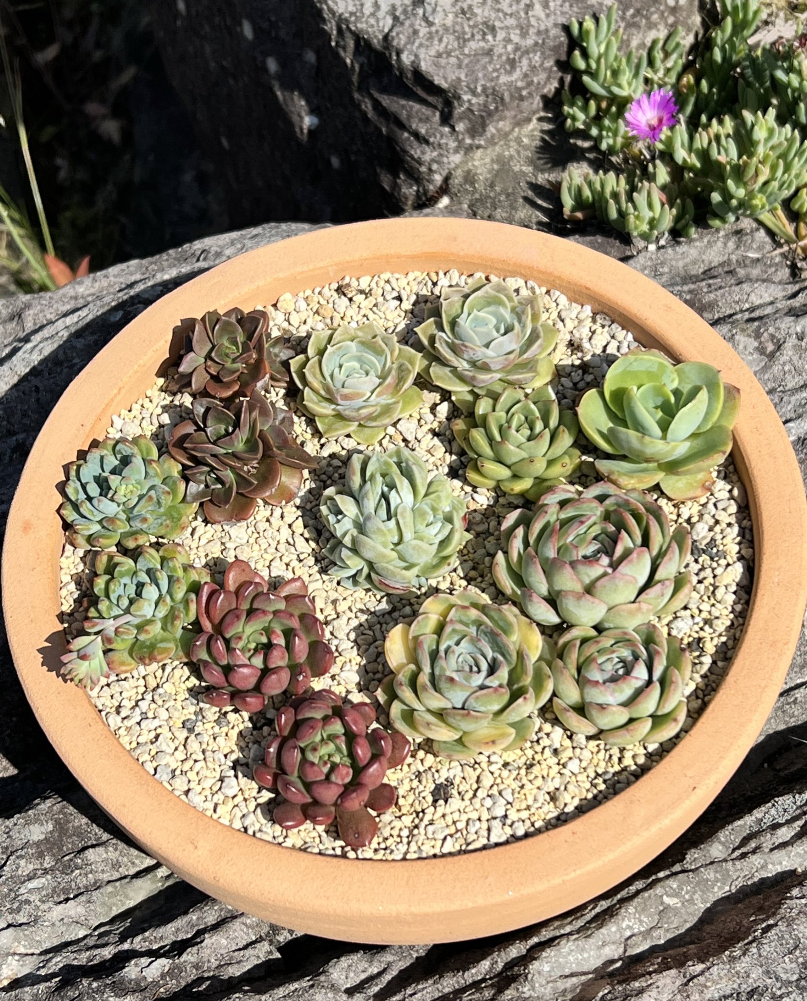 卯月 多肉と花と土いじり 雨ざらしで 手前のメラコさんがすごく急に一回り大きくなってた 100均多肉 多肉植物 根っこがいい感じの子なのかなあ T Co 064sw1xpug Twitter