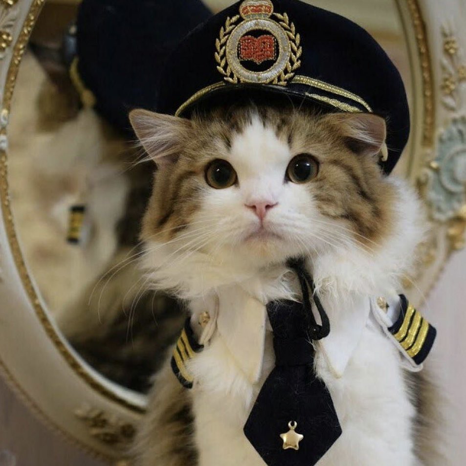 meow airlines