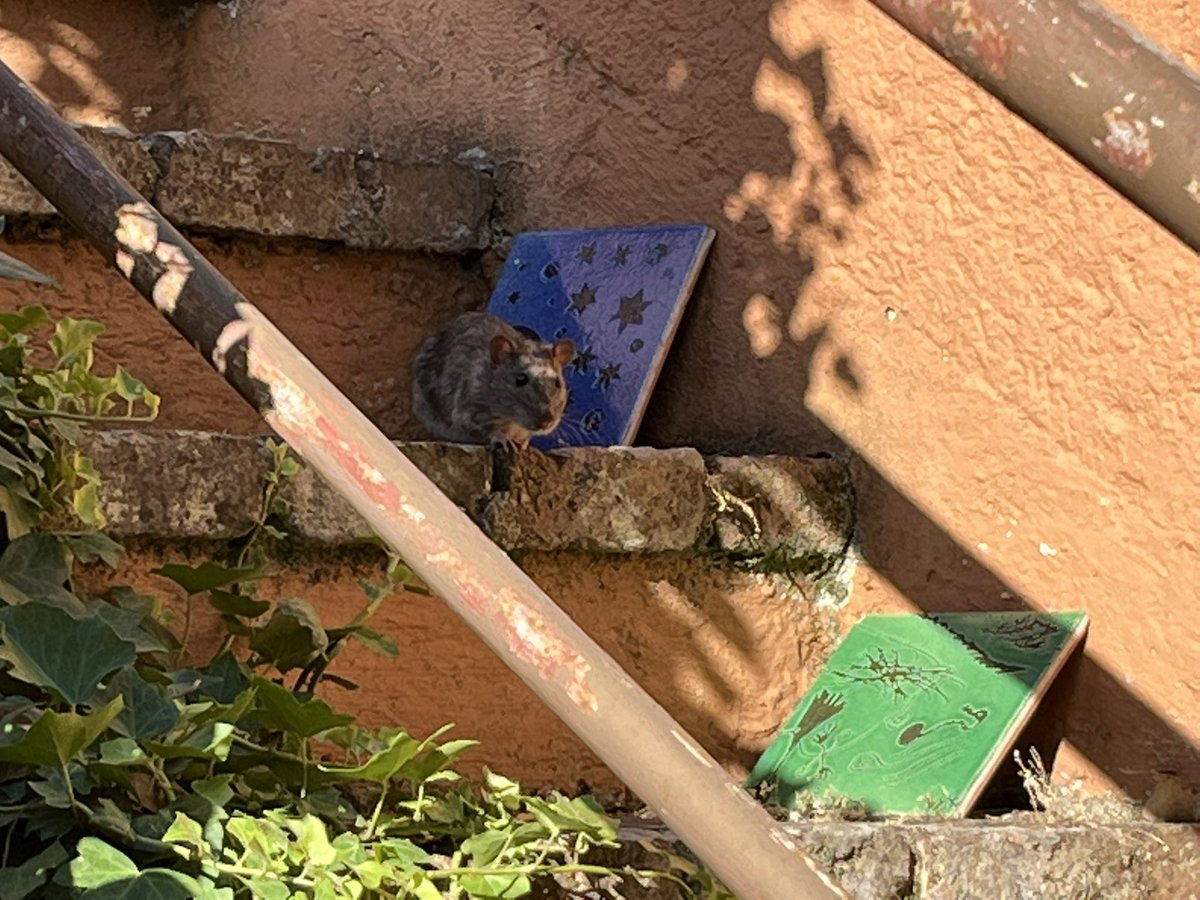 Haviem vist rates, pero mai ens havien entrat a casa. <a href="/ajcardedeu/">Ajuntament Cardedeu</a> fem alguna cosa?