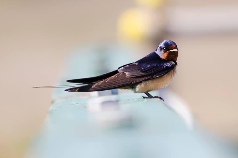 VECallen01's tweet photo. Photo of the day, “Barn Swallow “, ⁦@RSPBMinsmere⁩ https://t.co/sy8SRJ59IX