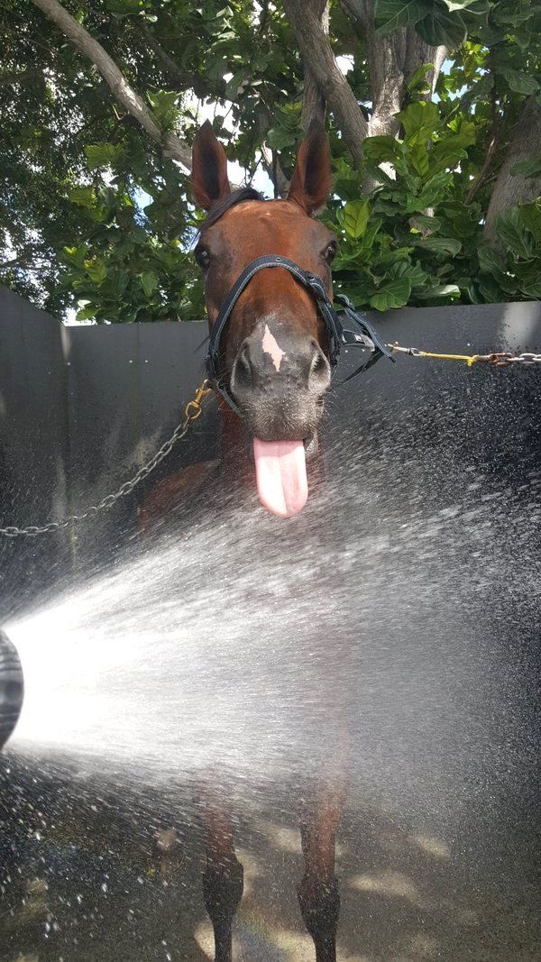 LadysMaids's tweet photo. #sundayfunday #sundayfunday☀️ #familydayout #familytime #horseracing #salisburyraces #horsesofinstagram … family funday today at Salisbury Racecourse looking forward to it should be a good day out in the sun ☀️ https://t.co/b1EwBuSOoH