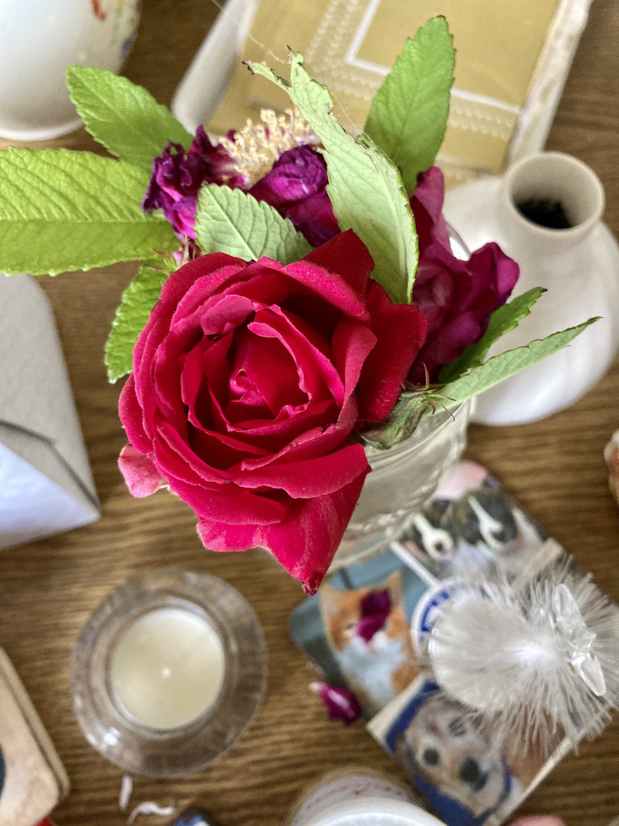 madeleinemaste4's tweet photo. #Sunday following a delightful discussion of the rose 🌹 #r4sunday including the famous war of the roses fought under the banner of(not roses) houses Lancaster & York (Dragon & Boar)Here is my rose #alternativeview 🌹🏡on a mild fine June morning #alternativeview
#ukraine 🌹🦾🇺🇦 https://t.co/iQQ1YU9O39