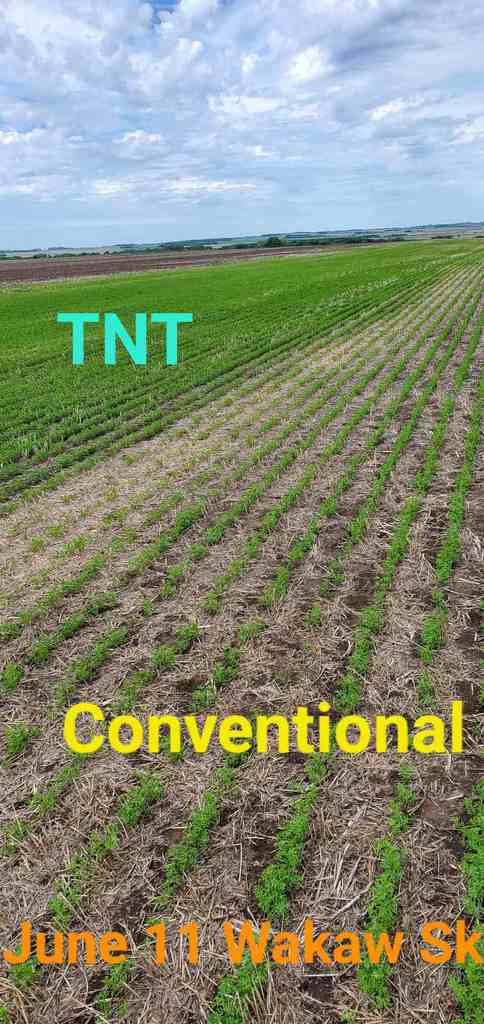 Trinitybiochem's tweet image. Our TNT seed treatment is working fabulous on these northern lentils #TrinityBiochem #TNT #Lentils