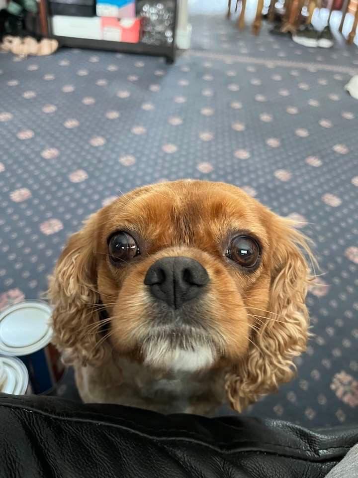 jasperthecav's tweet image. The face you see as your are eating a sandwich 😂🐶🥰