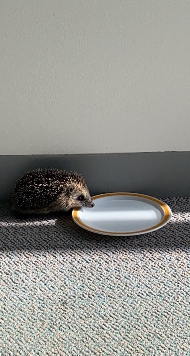 httfurness's tweet photo. Informal bed request. Team are just doing gatekeeping- https://t.co/P74cAyyhA2
