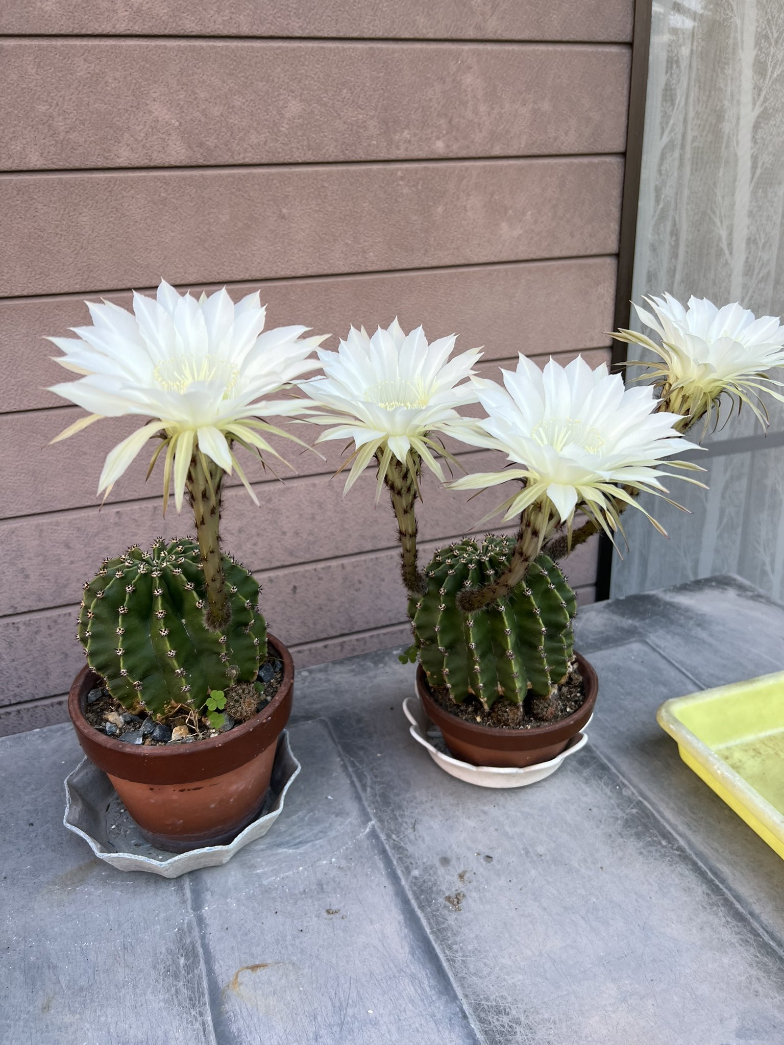 تويتر ｸﾜﾄﾛ ﾊﾞｼﾞｰﾅ على تويتر 亡き祖母のサボテンの花 が咲きました 三連咲きは珍しいですよー T Co L4qhlqxyn3