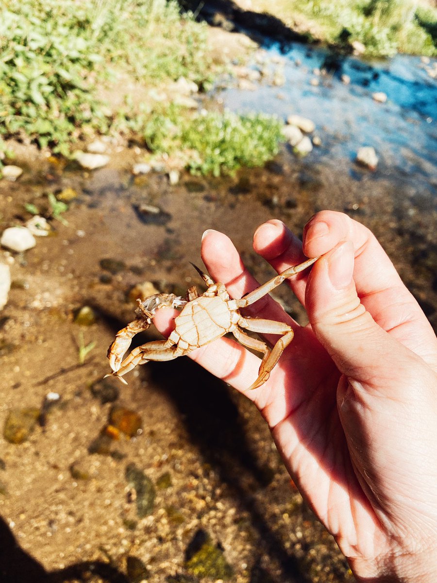 ザリガニを狙いましたが居なかったし
俊敏さに欠けるので
蟹の抜け殻とか激弱り足なし蟹とかしか捕まえられなかったです(;o;) 