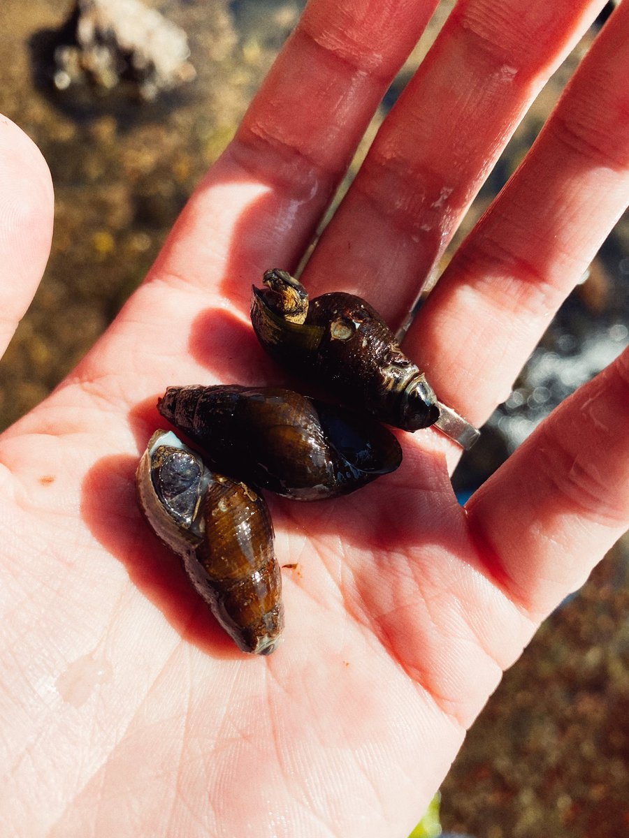 ザリガニを狙いましたが居なかったし
俊敏さに欠けるので
蟹の抜け殻とか激弱り足なし蟹とかしか捕まえられなかったです(;o;) 