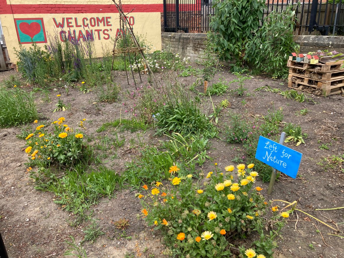 angus_young61's tweet photo. Good to see other folk digging in at the other end of Chants Ave. This former patch of scrubland is now enjoying its second summer in new bloom. https://t.co/SKDpuMbaRt