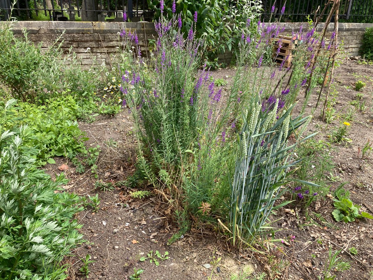 angus_young61's tweet photo. Good to see other folk digging in at the other end of Chants Ave. This former patch of scrubland is now enjoying its second summer in new bloom. https://t.co/SKDpuMbaRt