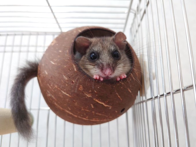 いちごさん の人気ツイート 6 Whotwi グラフィカルtwitter分析