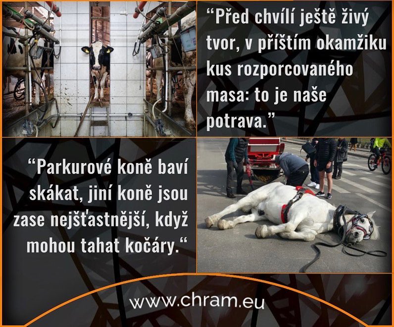 chramzivocichu's tweet photo. Nepřehlédli jste (23. týden)? 

https://t.co/FOxCPriekp

PROSBA S.O.S. POMOC zde: https://t.co/MIawPWVaiY https://t.co/65gkSB4yKN