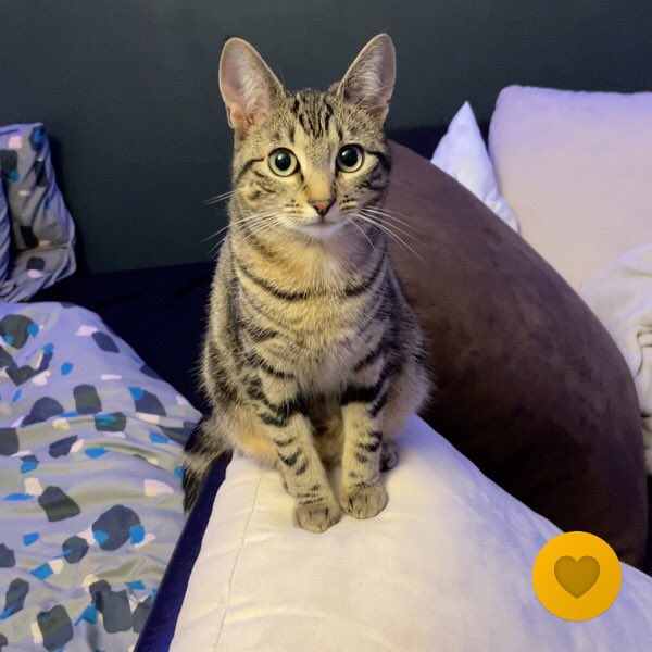 Bonjour à tous.
Mon chat n’est pas rentrée depuis mercredi soir, si vous la voyez n’hésitez pas à me contacter.
Retweet fortement apprécié merci

#cherbourg