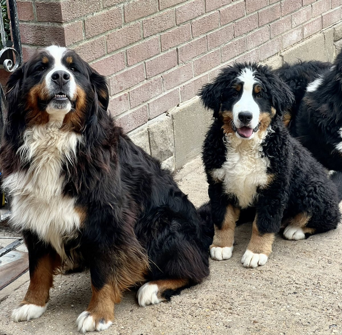 pasturegreen_'s tweet photo. Dolly &amp; Derek (Auntie &amp; Nephew) #family #bernese #bernesemountaindog #berner #pasturegreen #bernesebreeder #bernesestuddog #bernesestud #bernesemountaindogbreeder #bernesepuppies #berner https://t.co/PotjsXfMs6