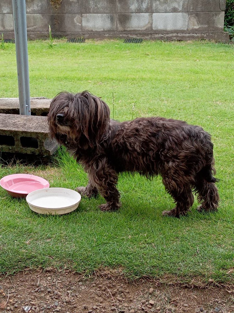 sagarakei14's tweet photo. 【拡散希望】
迷い犬です。
2ヶ月くらい前から野木町で頻繁に見かけてるらしいです。
心当たりある方いましたら連絡お願いします。 https://t.co/R0X5td5ida